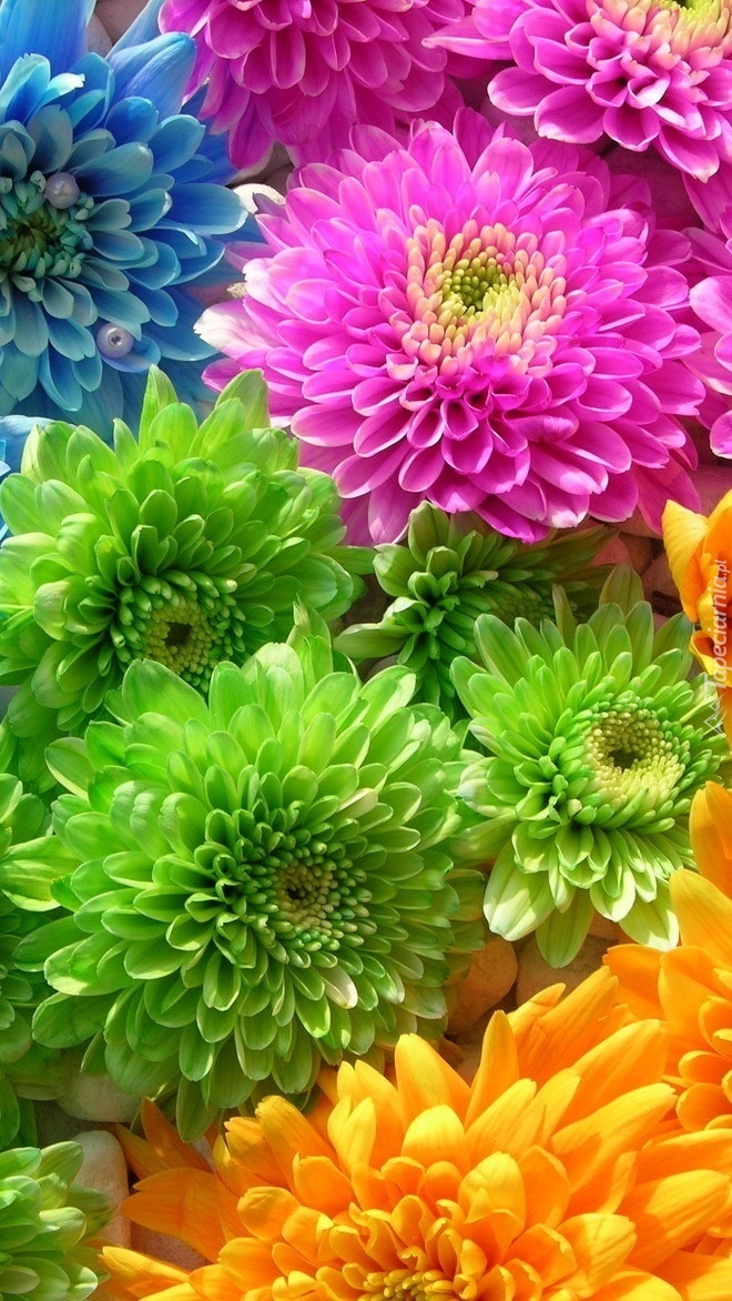 Różnobarwne kwiaty