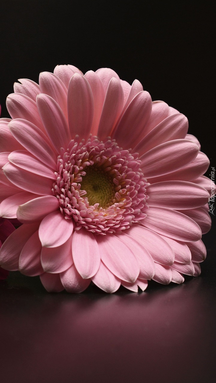 Różowa gerbera