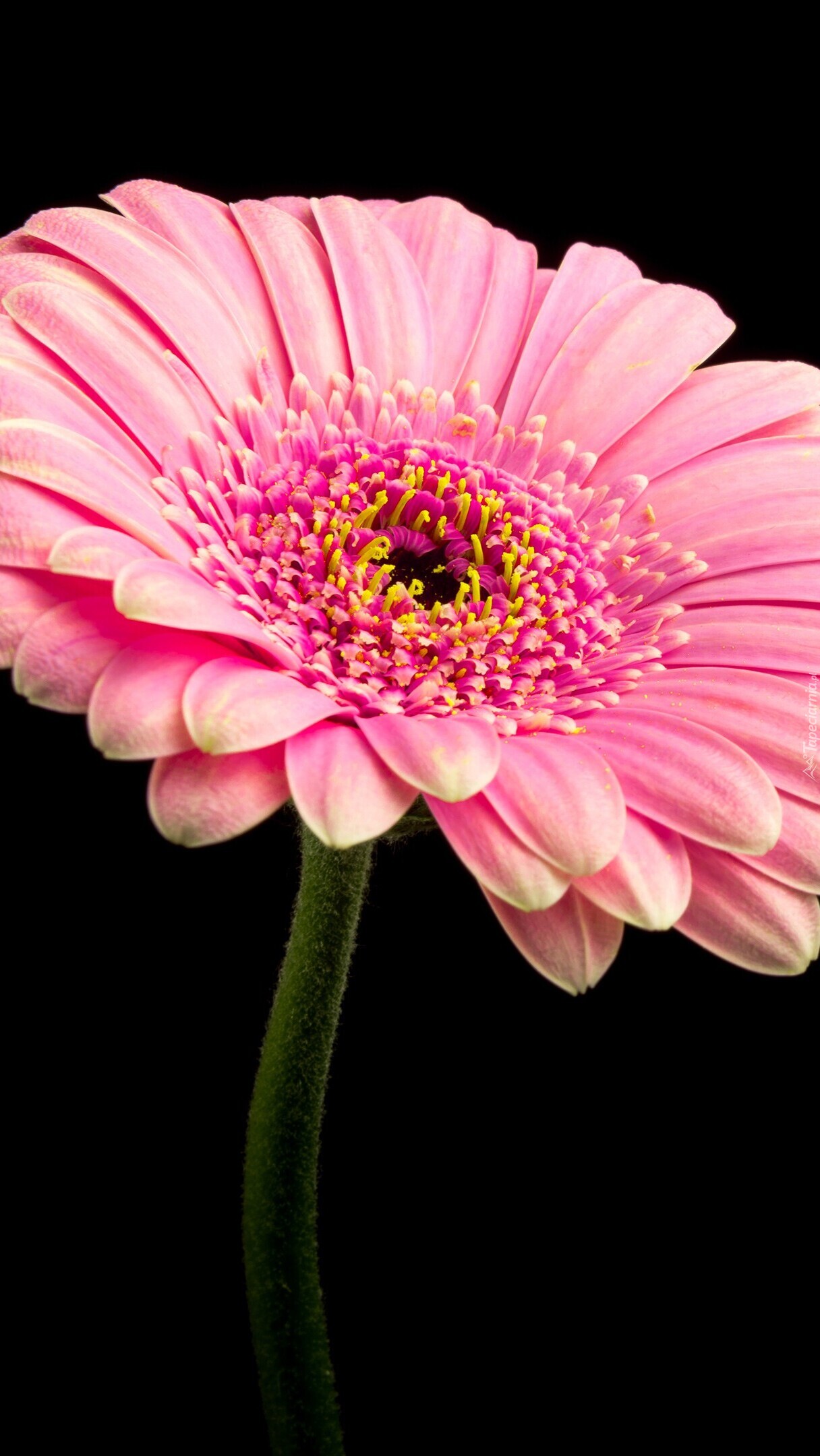 Różowa gerbera