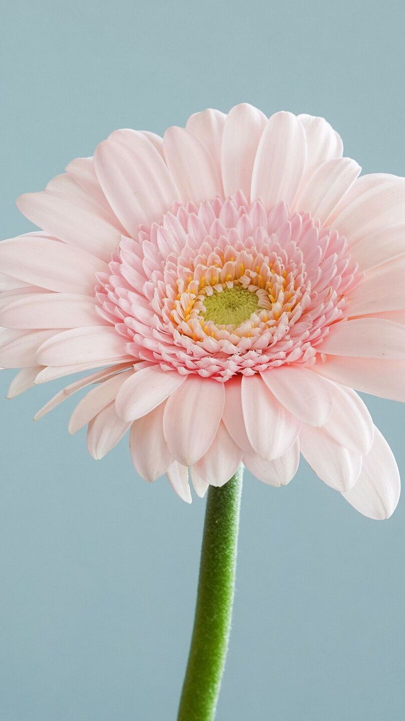 Różowa gerbera