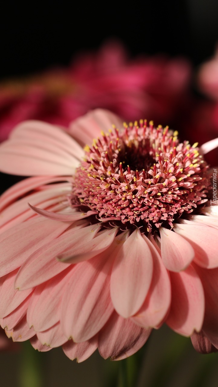 Różowa gerbera w zbliżeniu