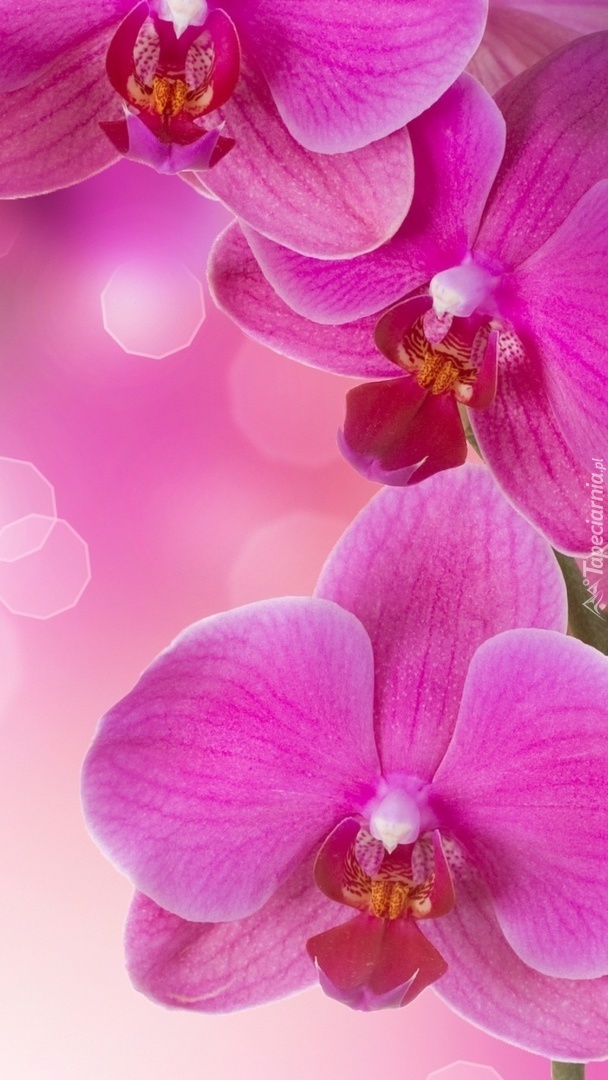 Różowa orchidea