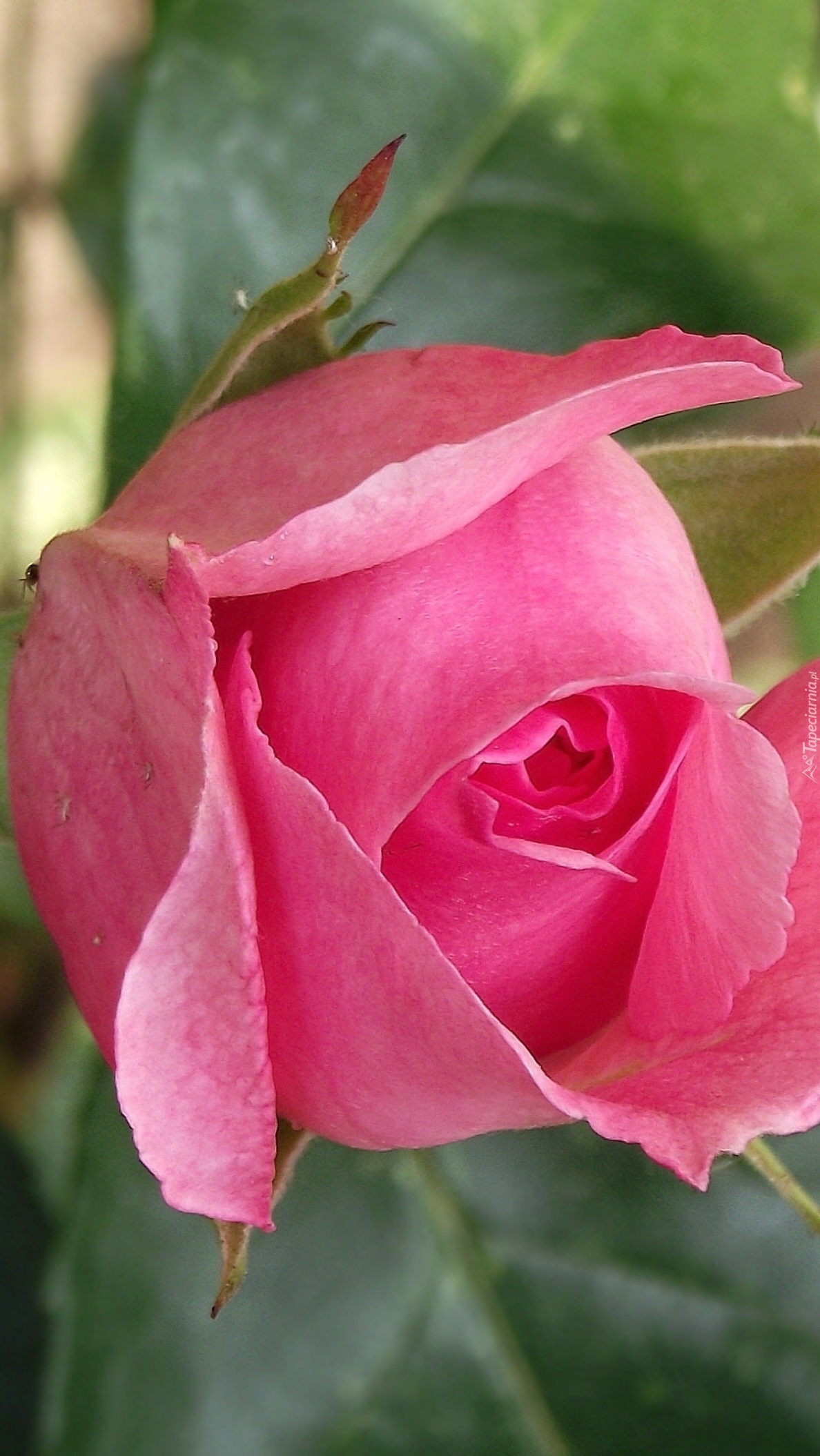 Różowa róża o delikatnych płatkach