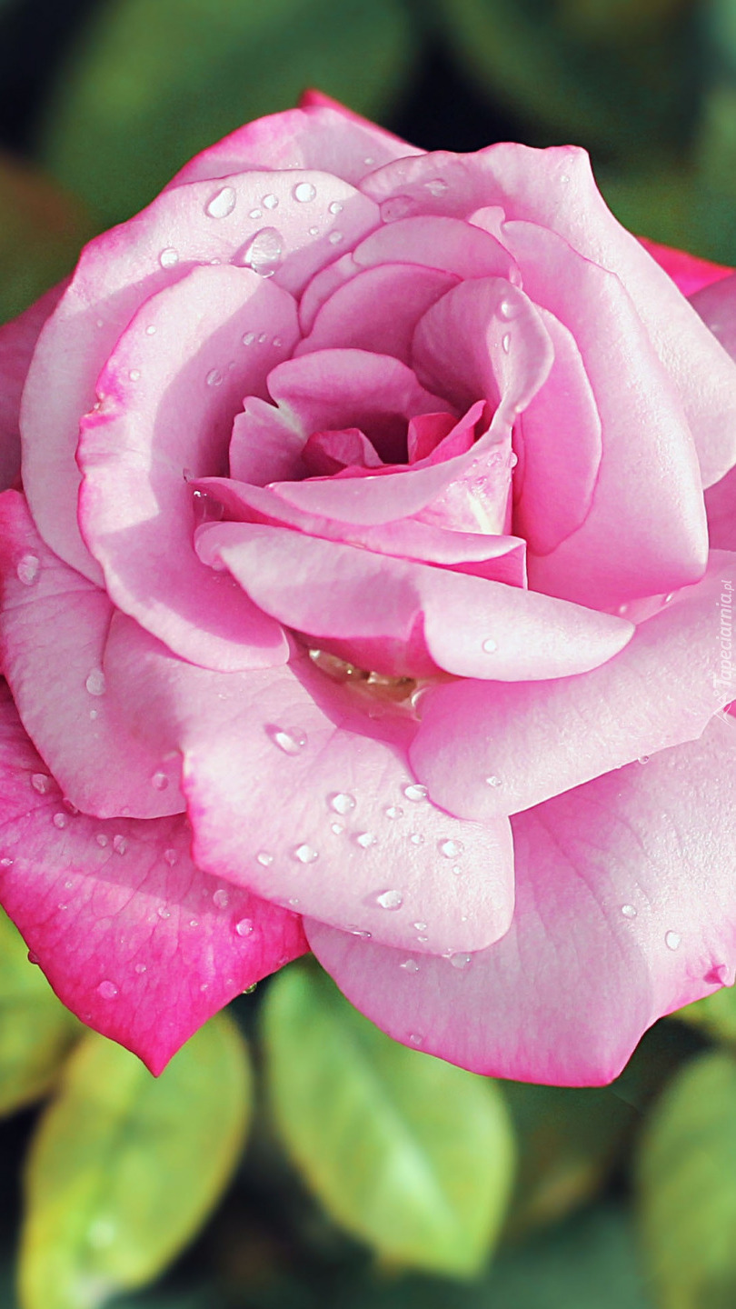 Różowa róża w kroplach