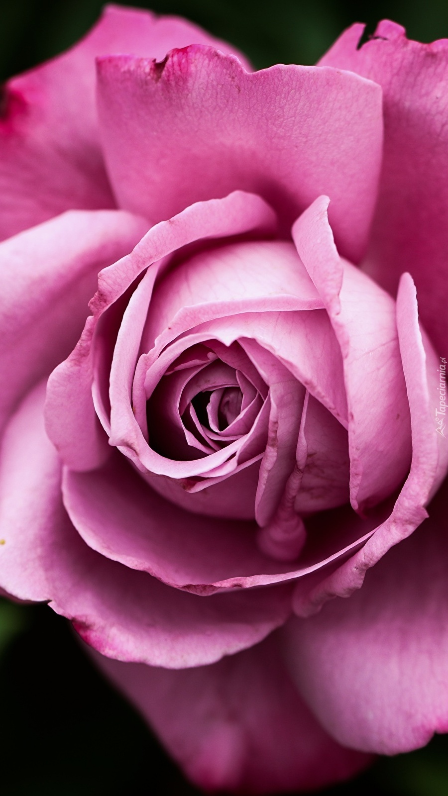 Różowa róża w zbliżeniu