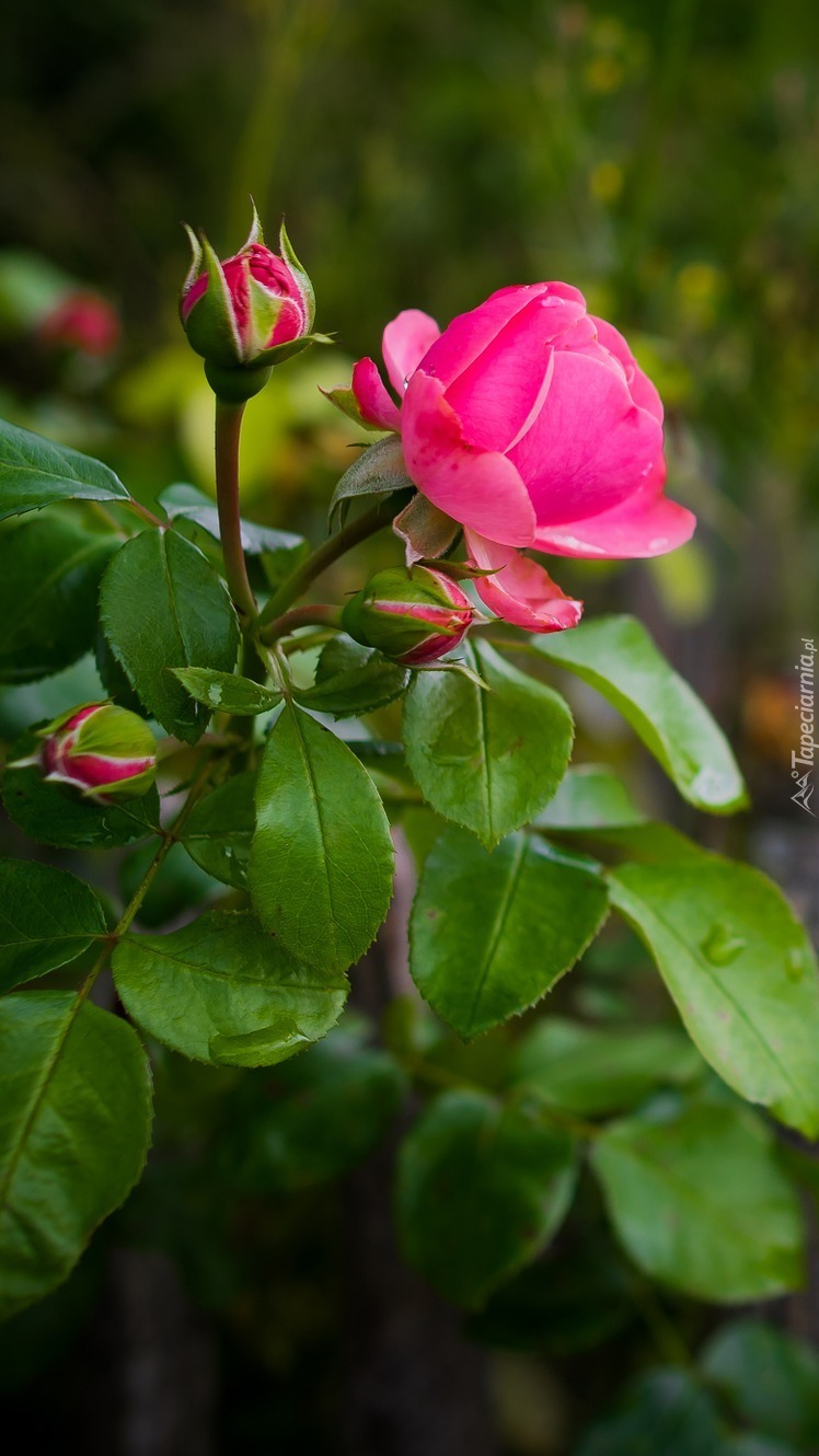 Różowa róża z pąkami i listkami