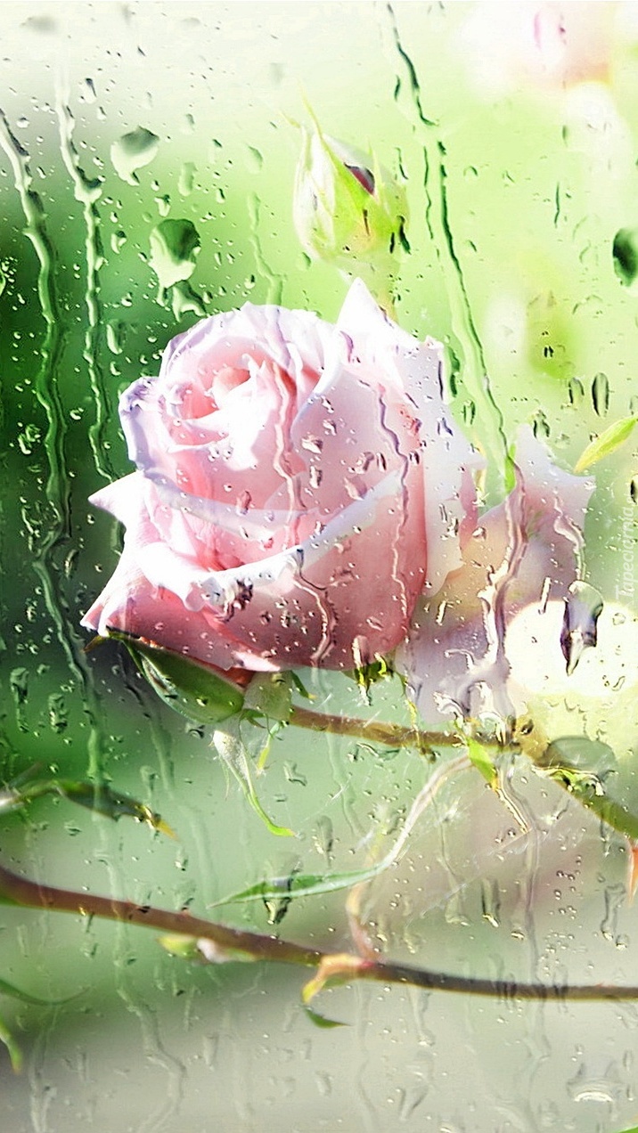 Różowa róża za mokrą szybą