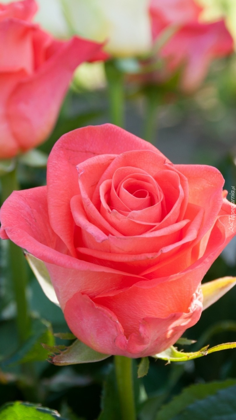 Różowa  różyczka