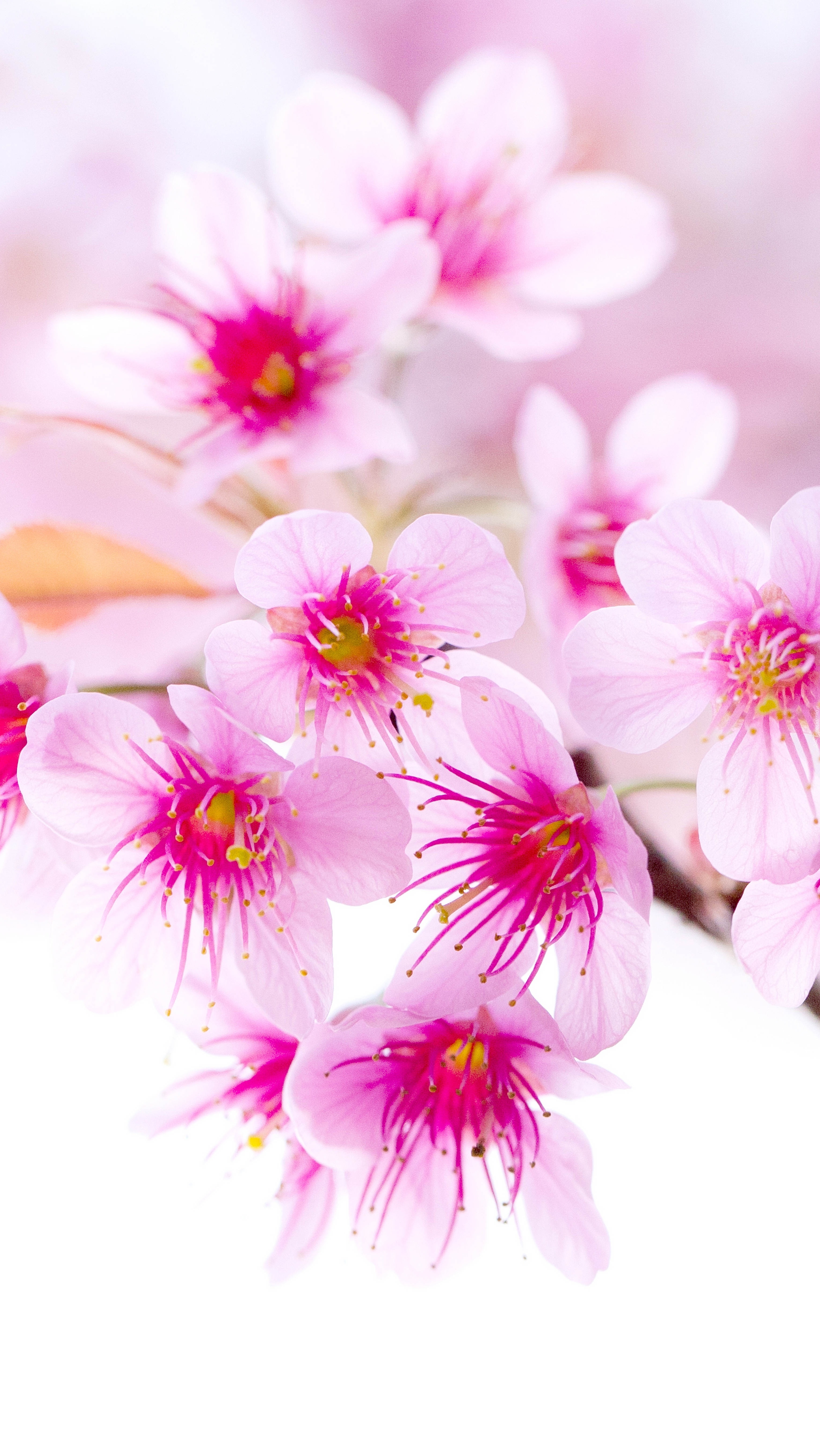 Красивые картинки с цветами для телефона. Весенние цветы. Розовые цветы вертикальные. Красивые цветочки. Нежные цветочки.
