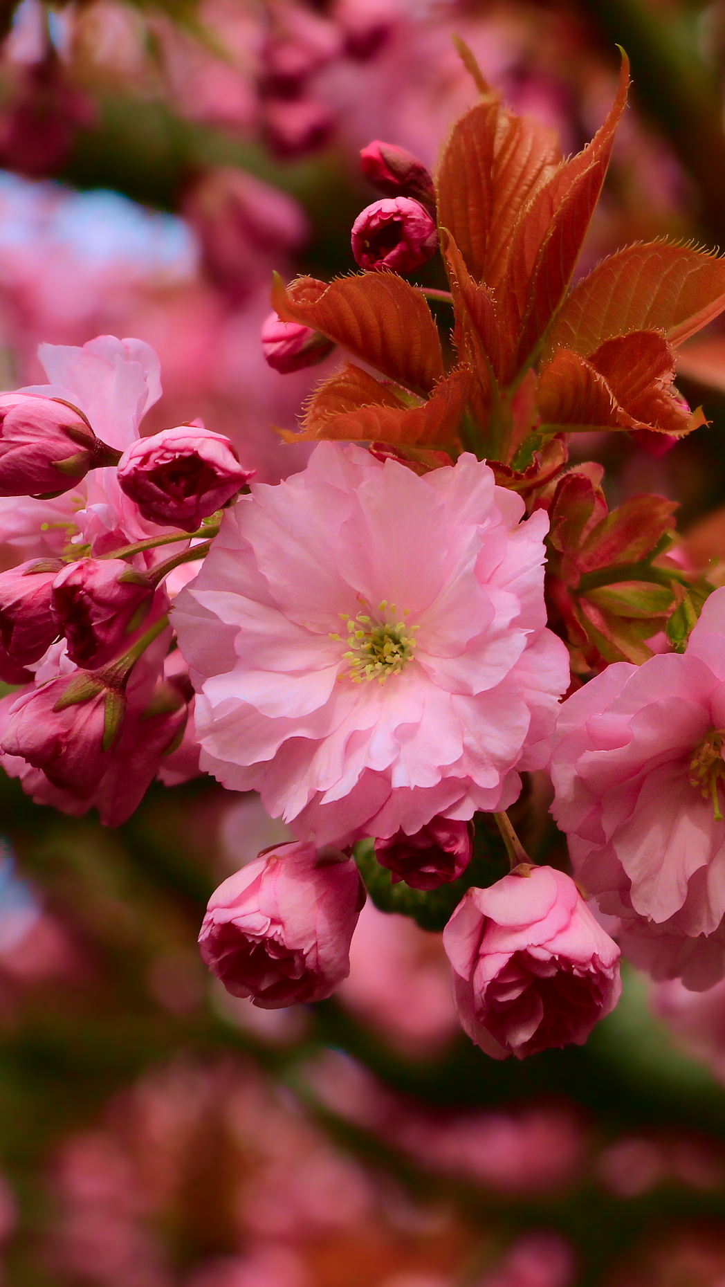 Różowe kwiatki wiśni japońskiej