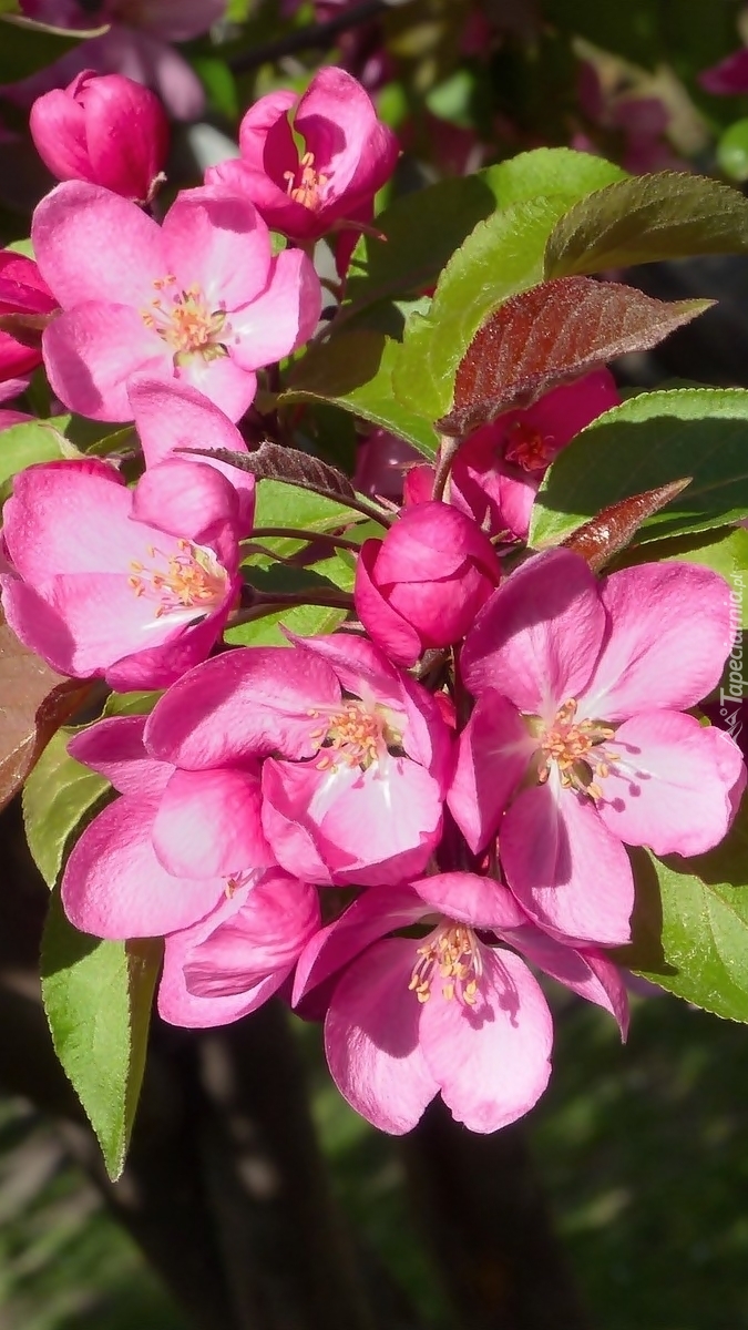 Różowe kwiaty drzewa owocowego
