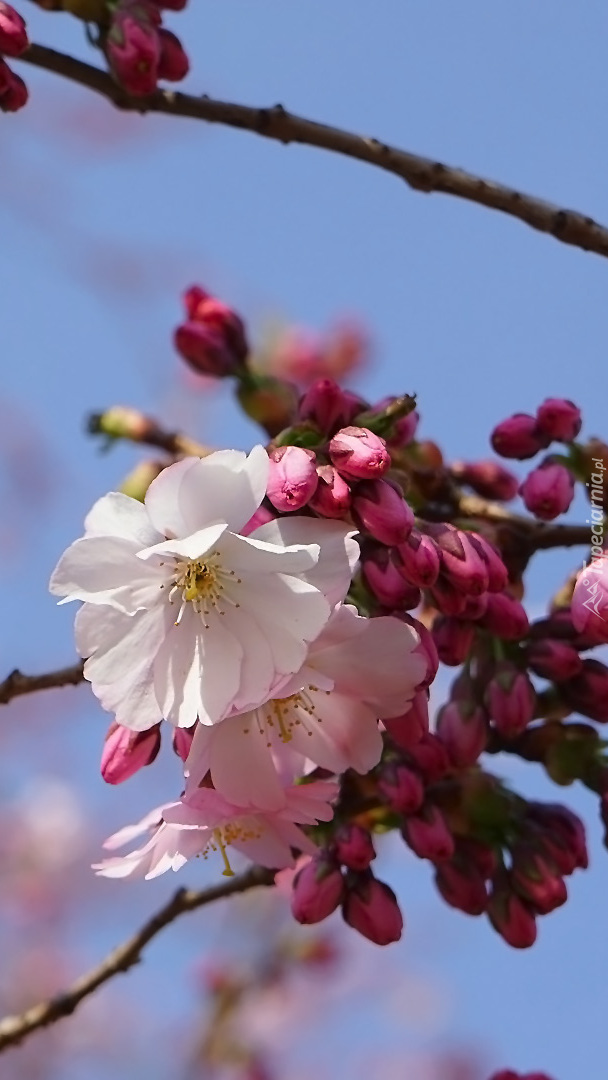 Różowe kwiaty i pąki wiśni japońskiej