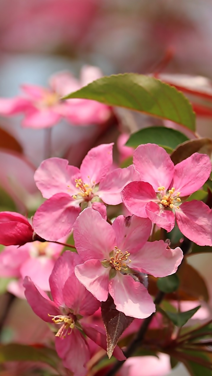 Różowe kwiaty jabłoni