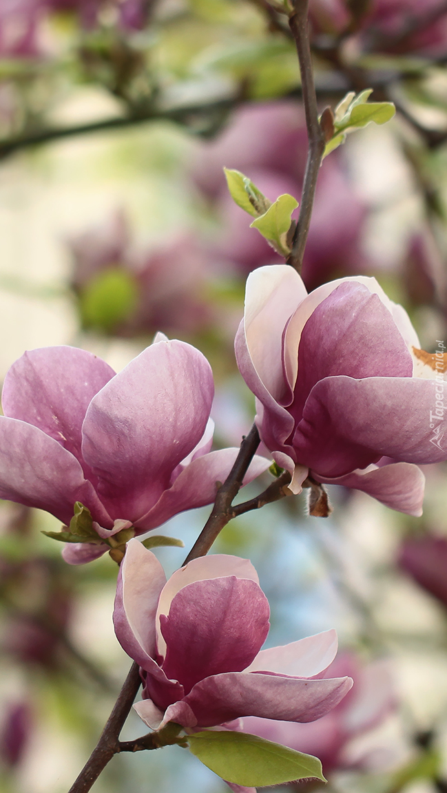 Różowe kwiaty magnolii