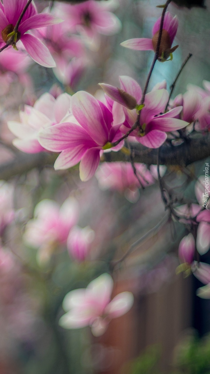 Różowe kwiaty magnolii