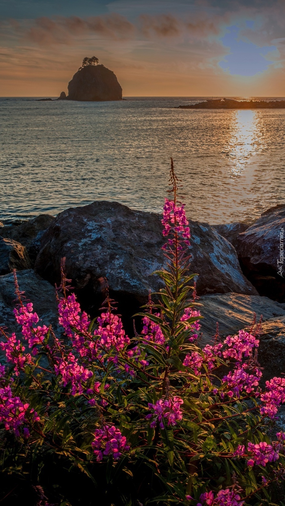 Różowe kwiaty na nadmorskim kamienistym brzegu