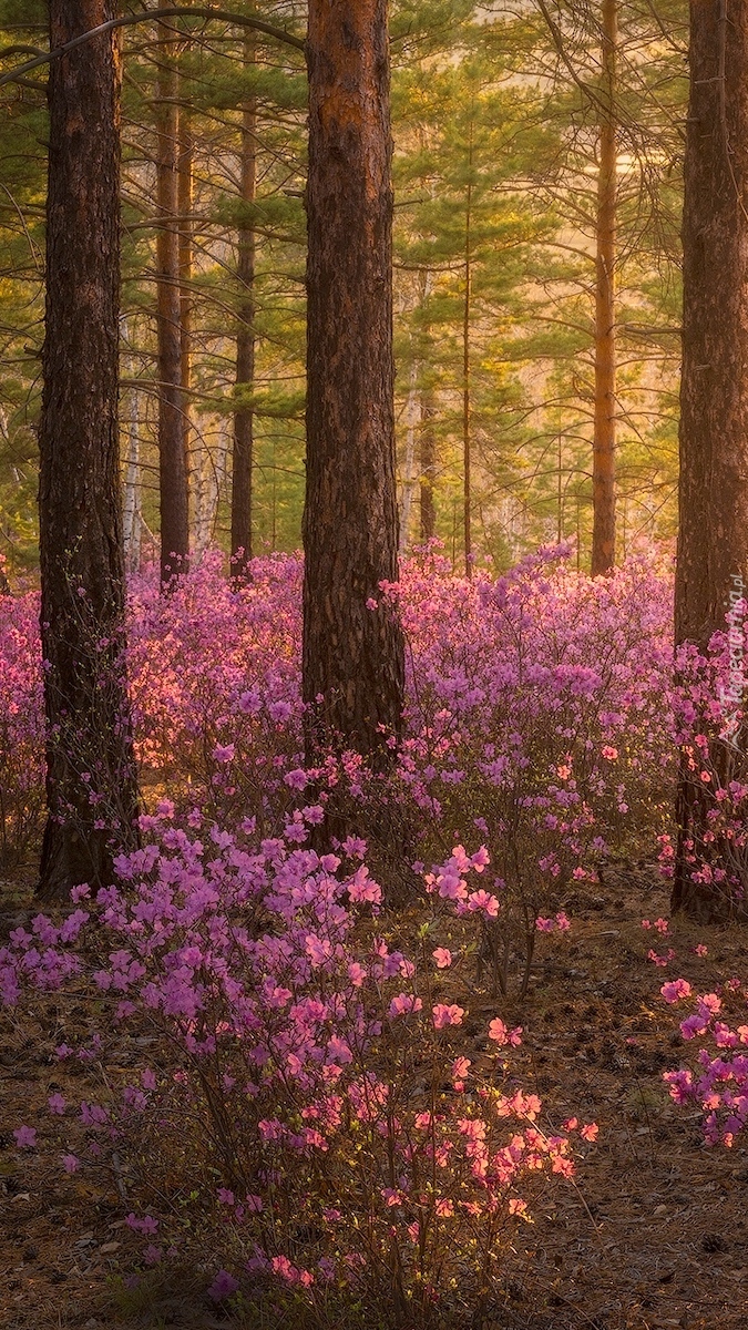 Różowe kwiaty w słonecznym lesie