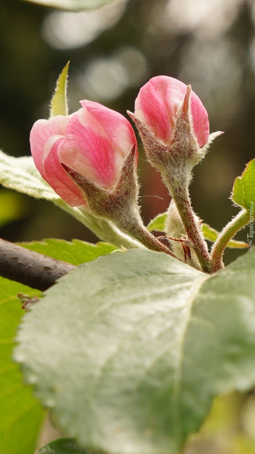 Różowe pąki na gałązce drzewa owocowego