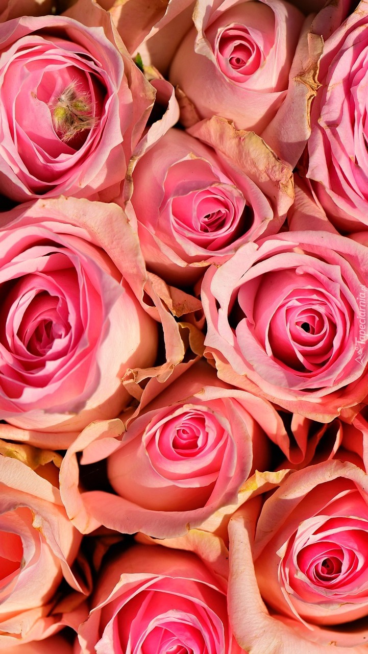 Różowe pąki róż