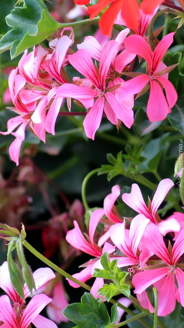 Różowe pelargonie