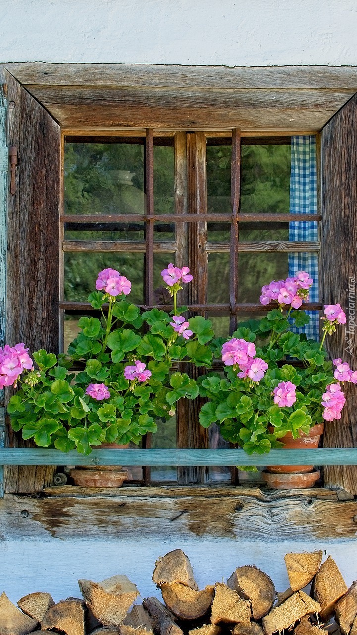 Różowe pelargonie na parapecie