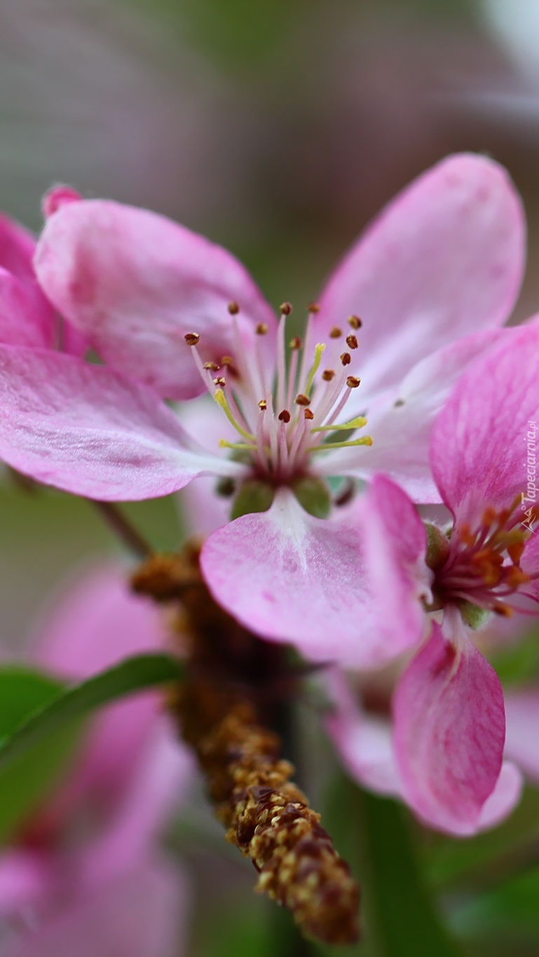 Różowe płatki kwiatu jabłonii