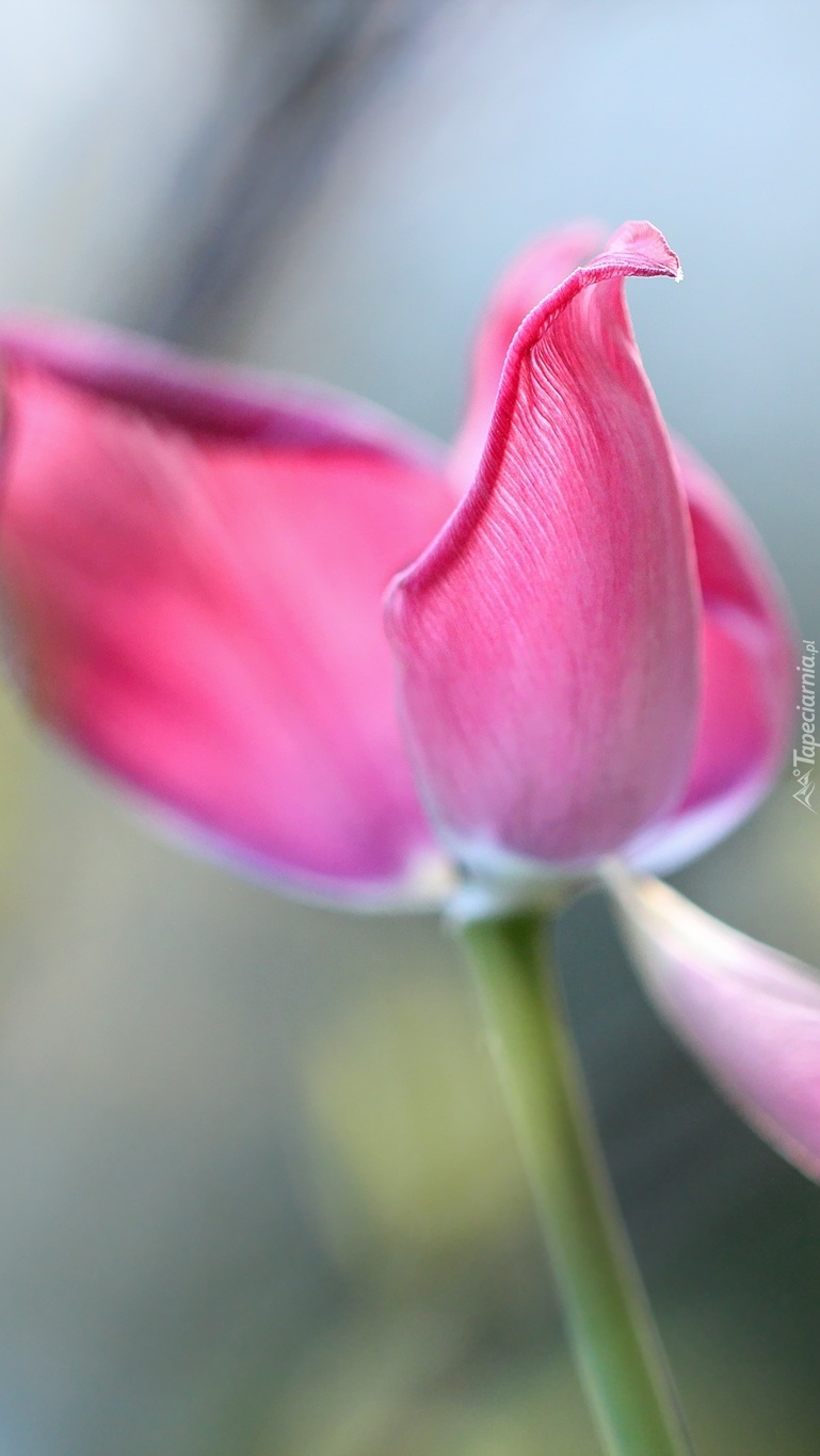 Różowe płatki tulipana