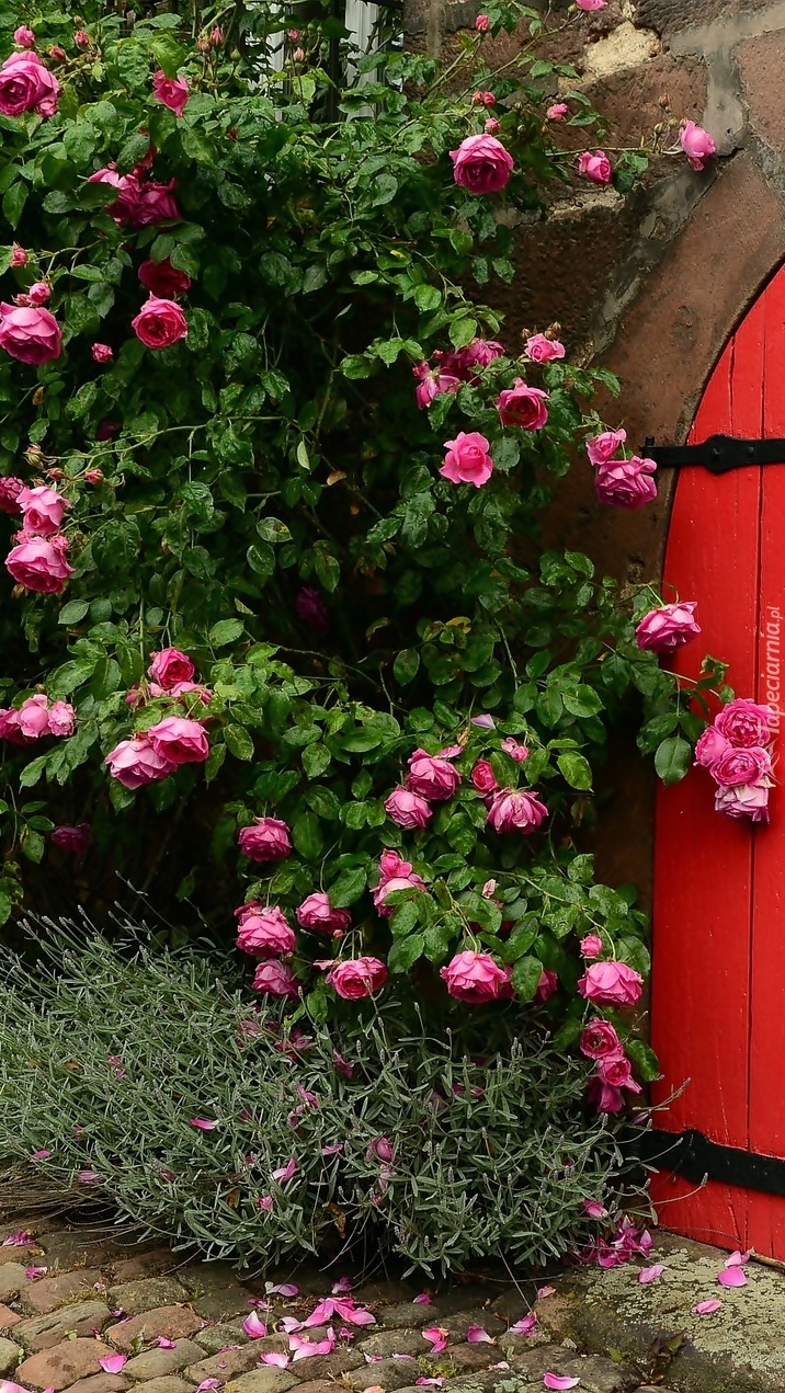 Różowe róże obok czerwonej bramy