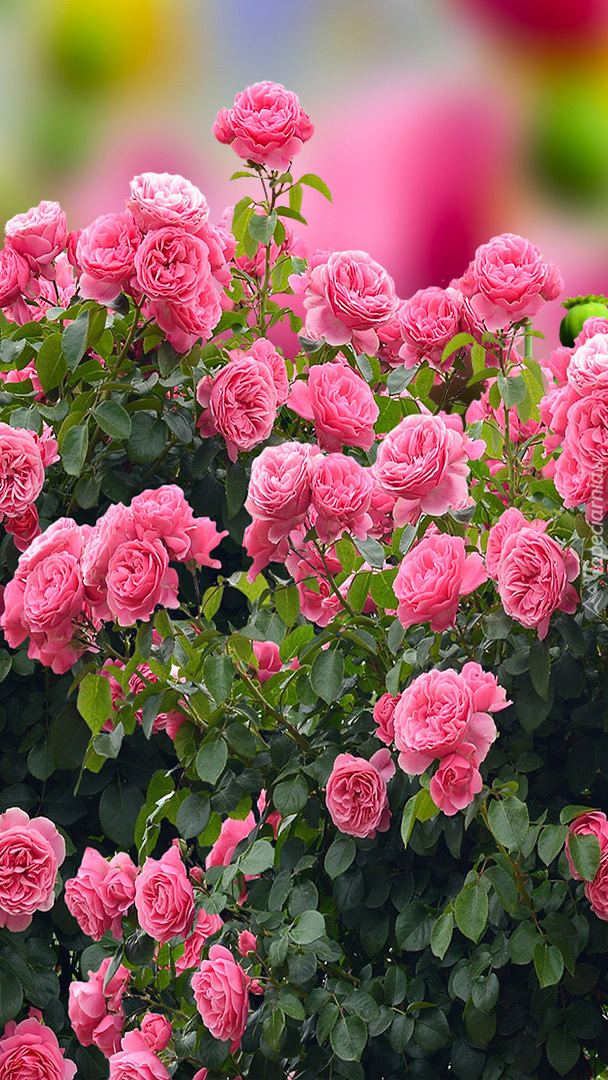 Różowe róże w 2D