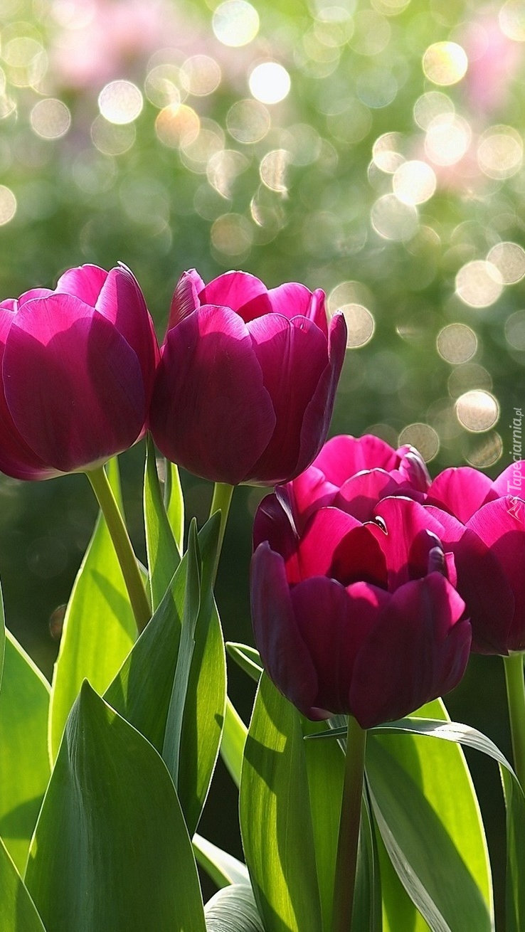 Różowe tulipany
