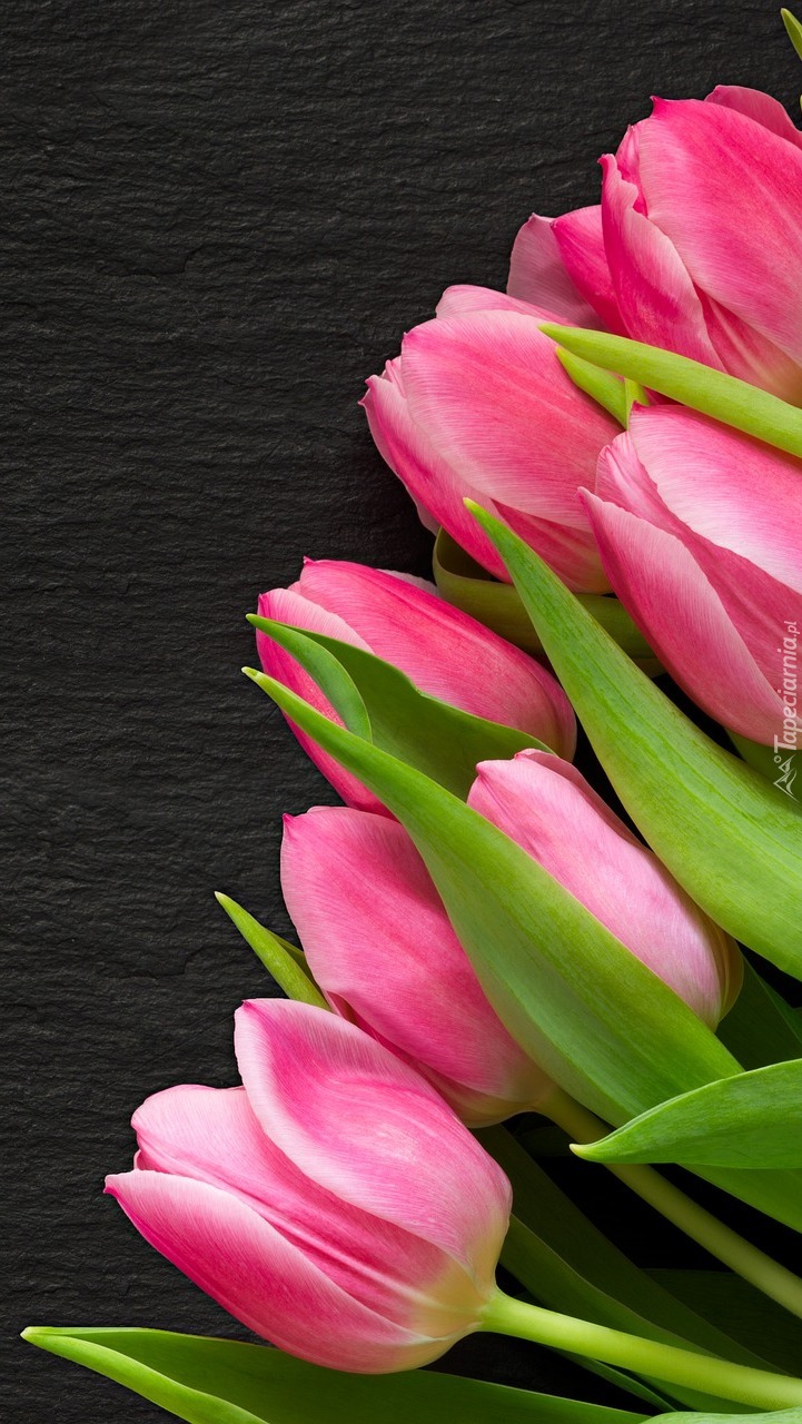 Różowe tulipany na czarnym tle
