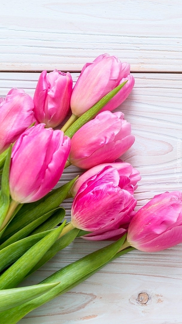 Różowe tulipany na deskach