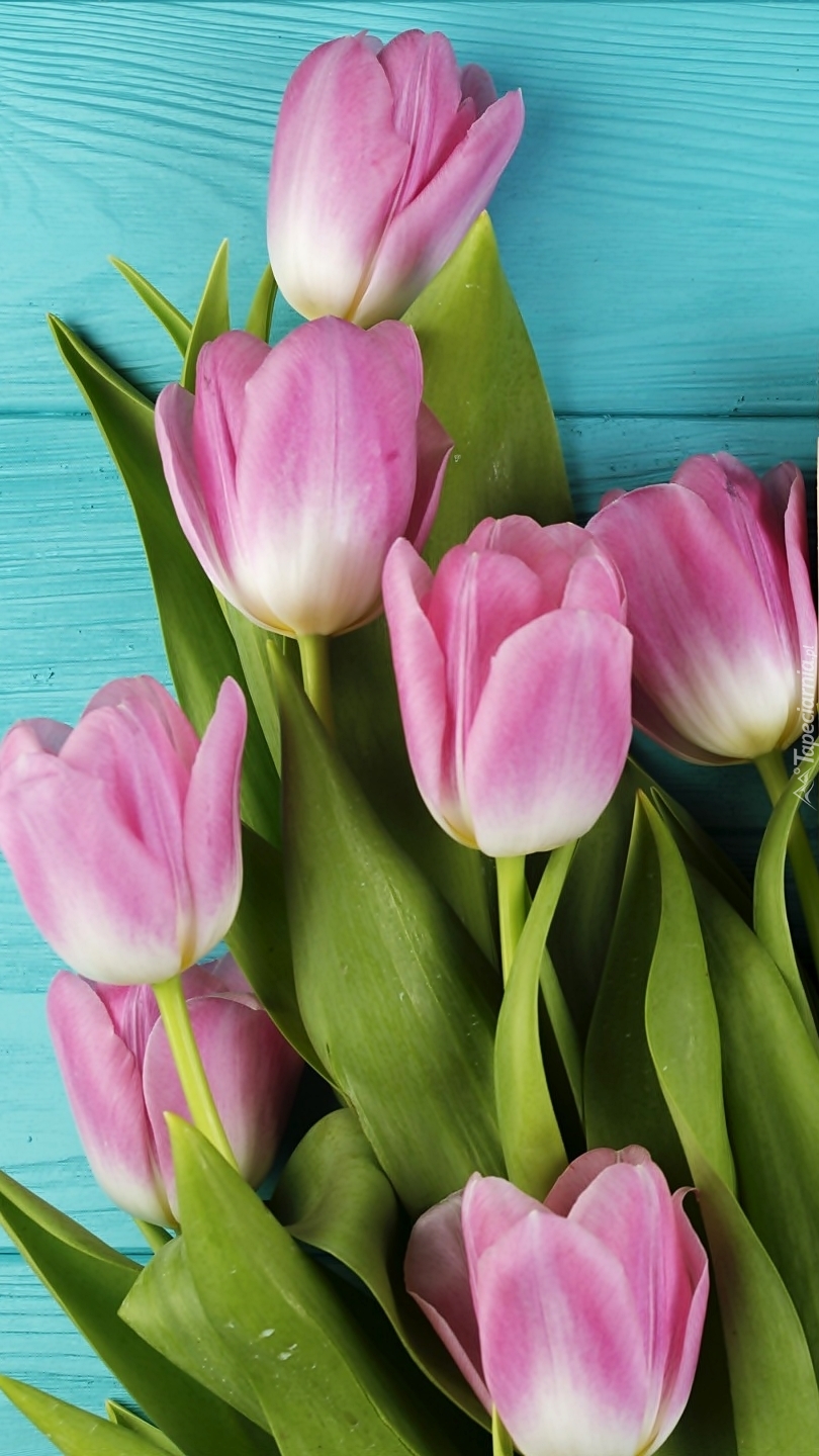Różowe tulipany na deskach