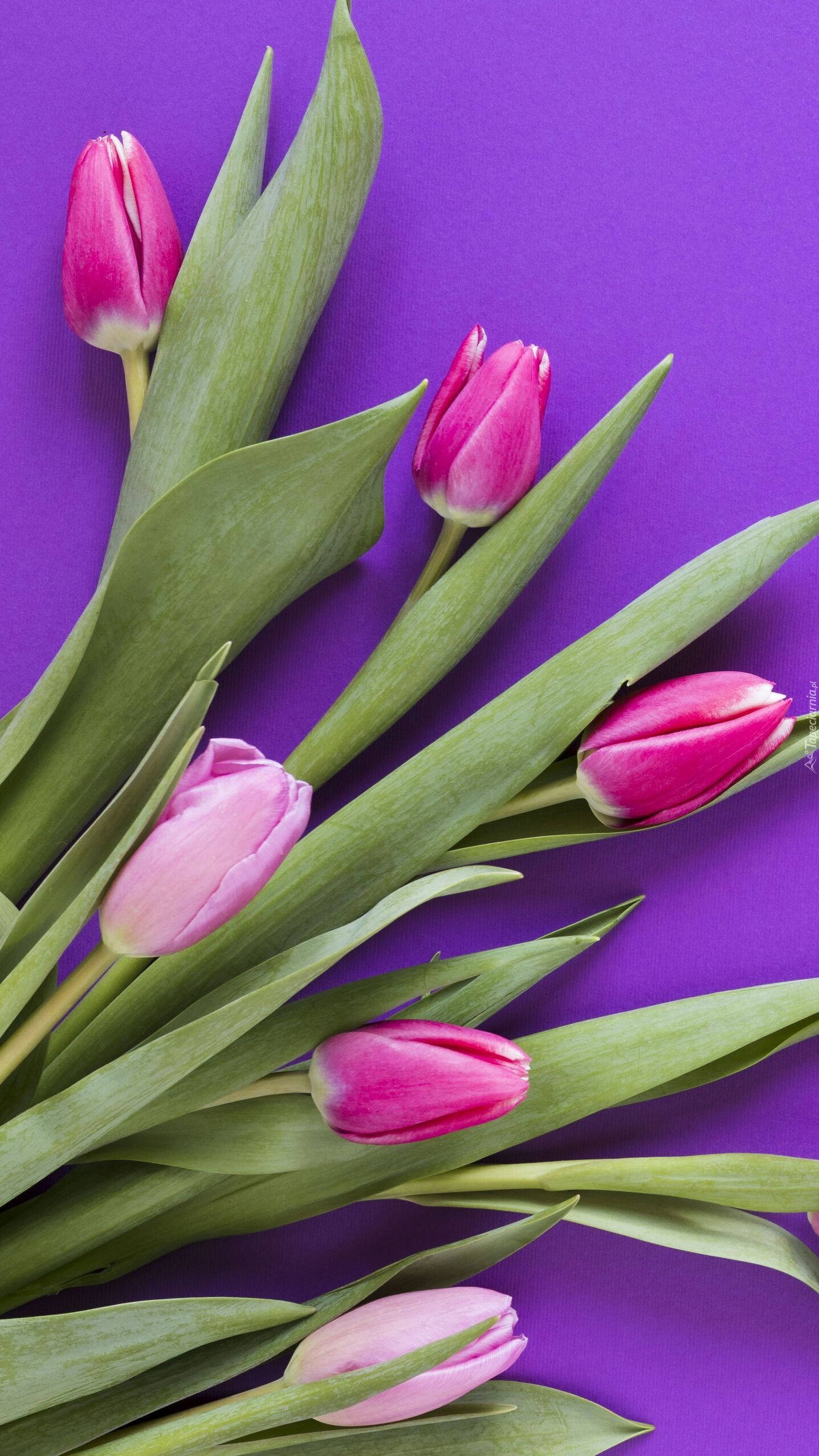 Różowe tulipany na fioletowym tle