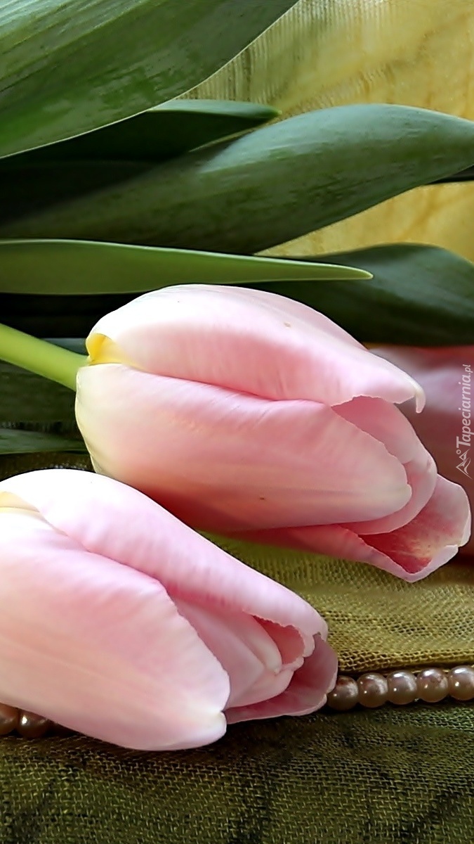 Różowe tulipany na perłach