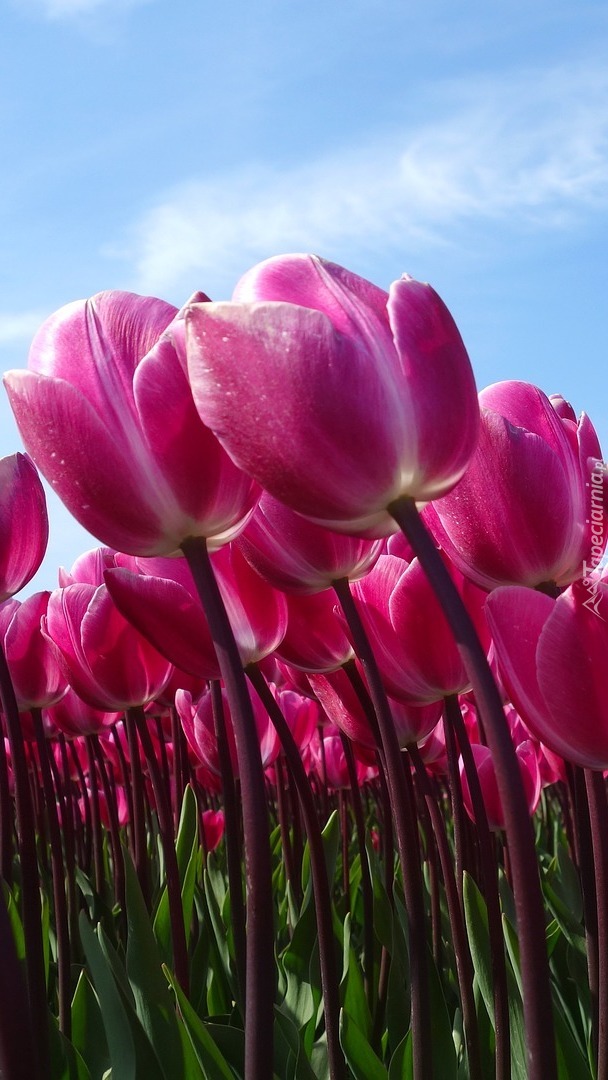 Różowe tulipany na tle nieba