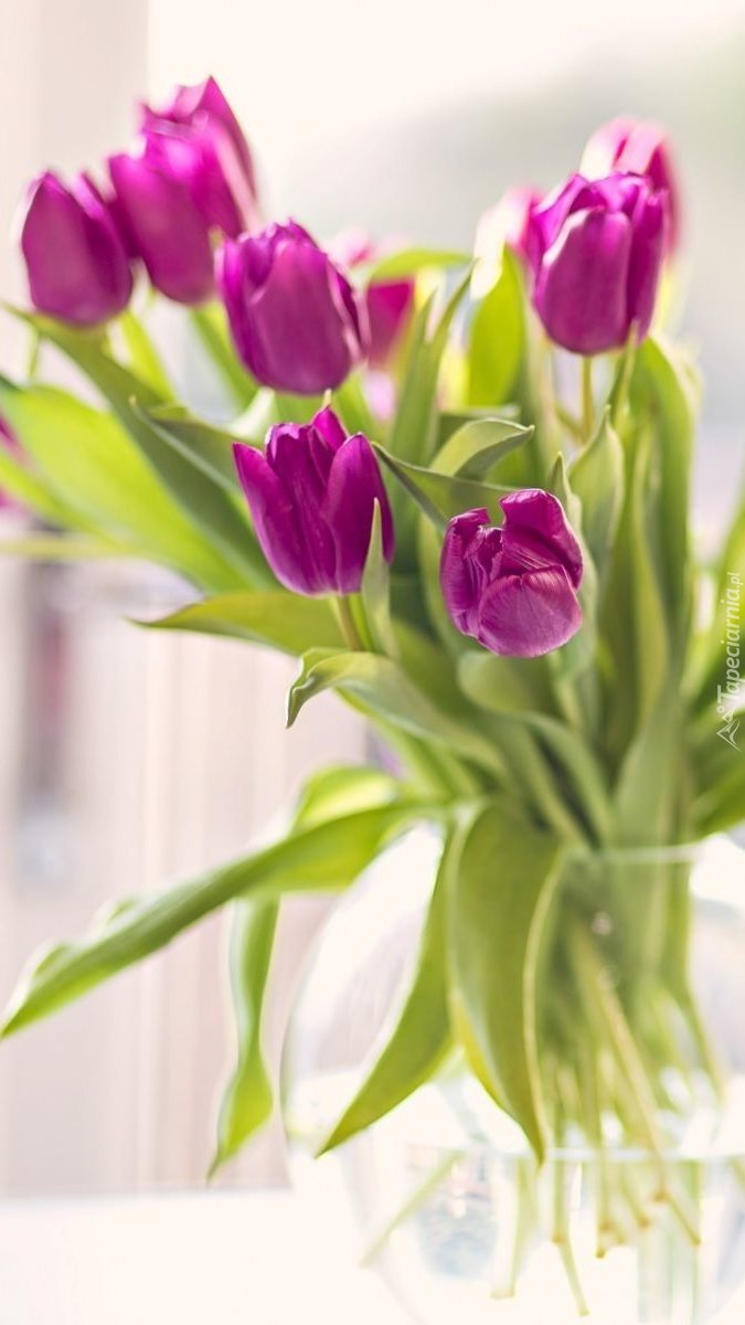 Różowe tulipany w wazonie
