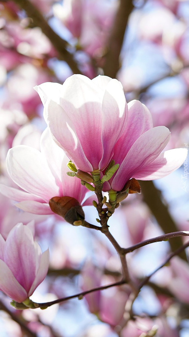 Różowo-białe magnolie