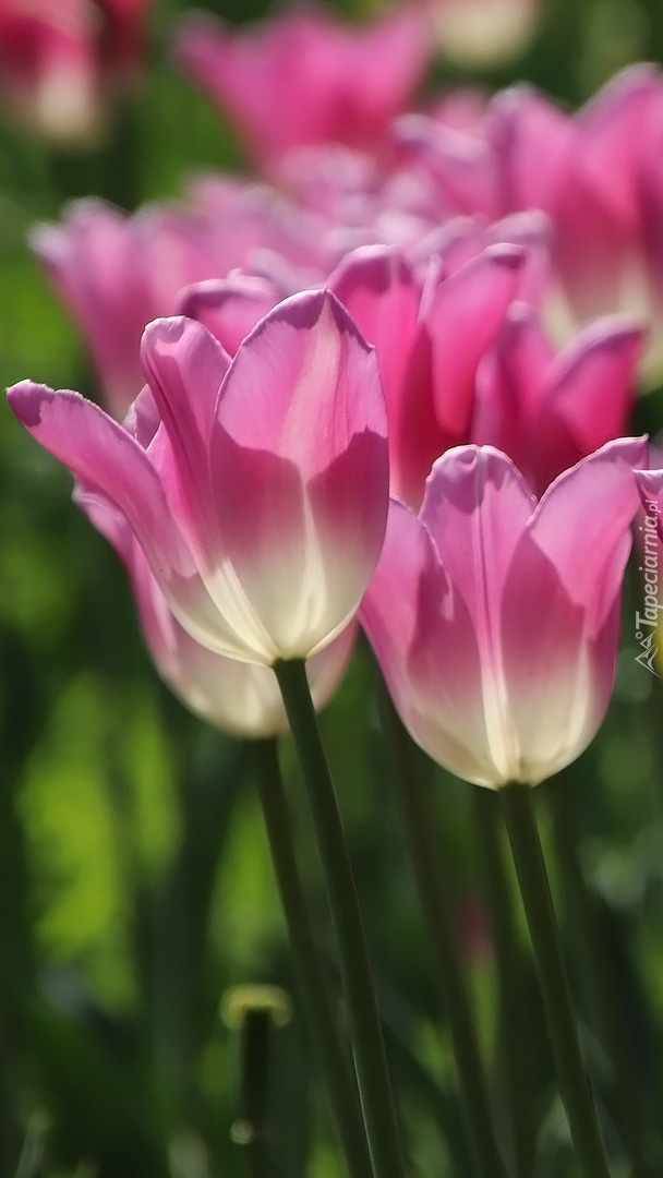 Różowo-białe tulipany