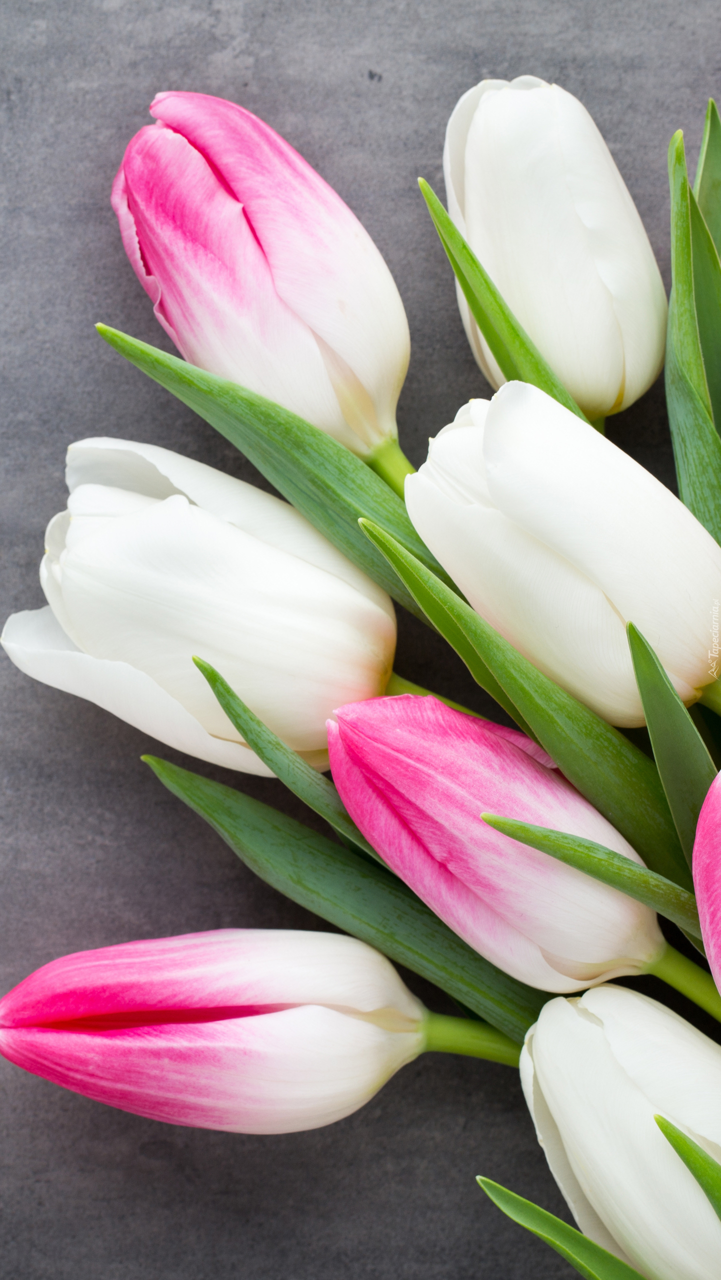 Różowo-białe tulipany