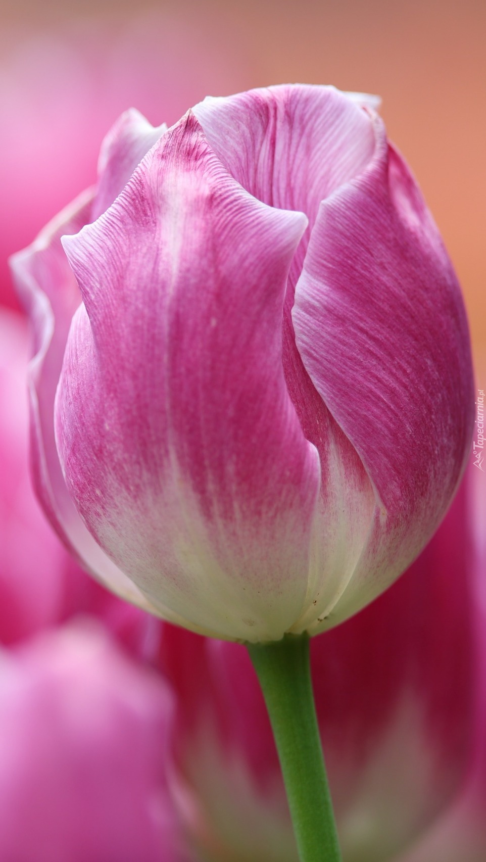 Różowo-biały tulipan