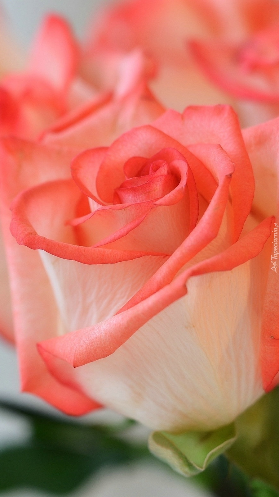 Różowo-pudrowa róża