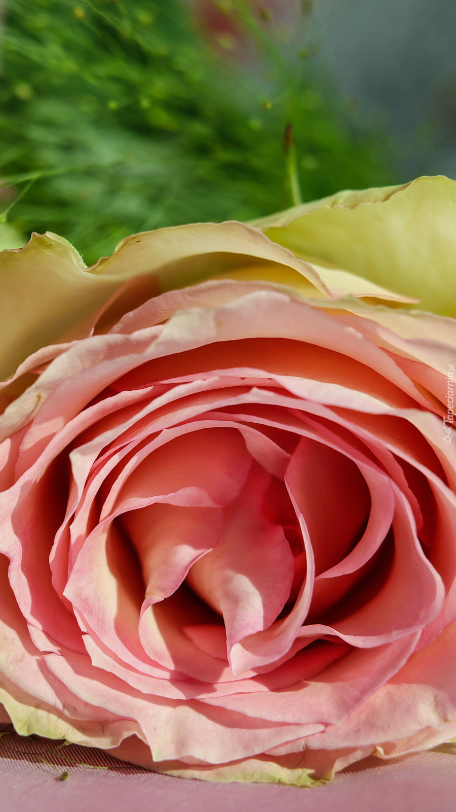 Różowo-żółta róża