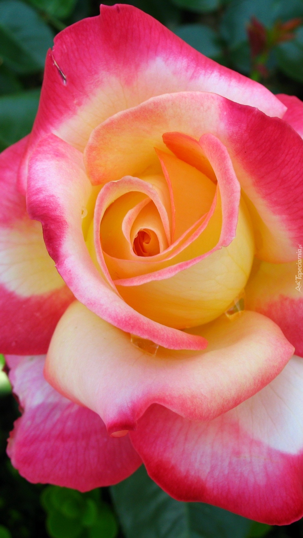 Różowo-żółta róża