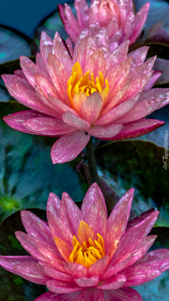 Różowo-żółte lilie wodne
