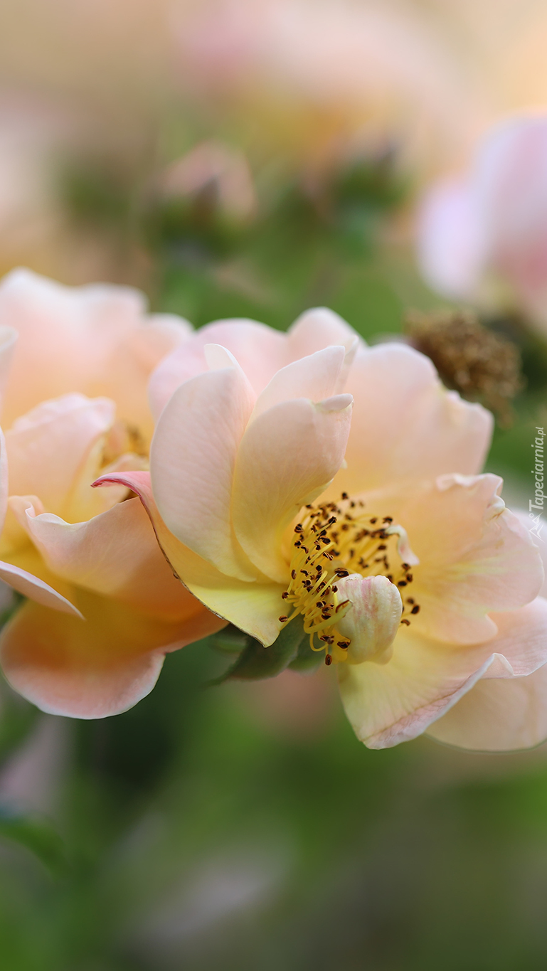Różowo-żółte róże