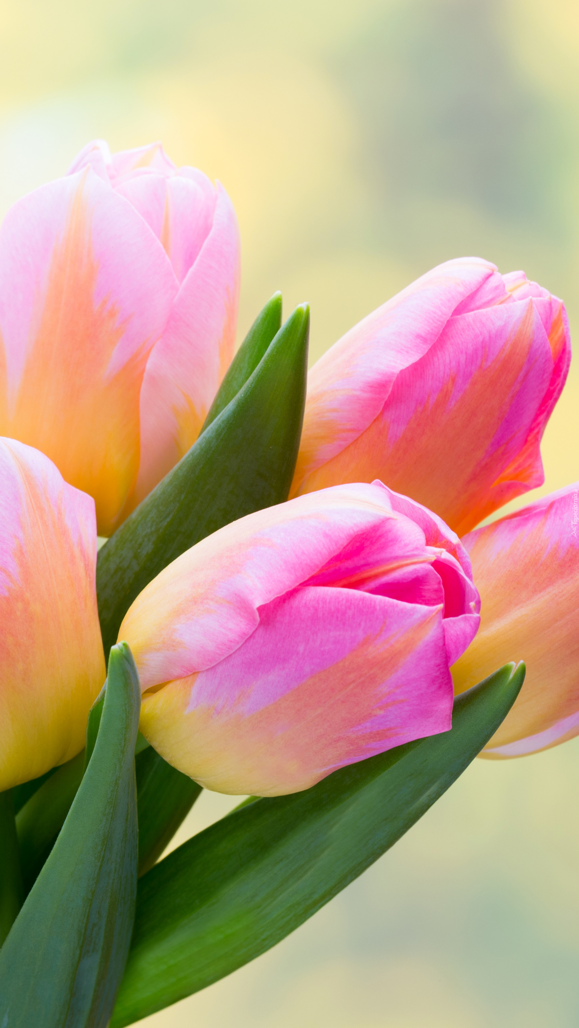 Różowo-żólte tulipany