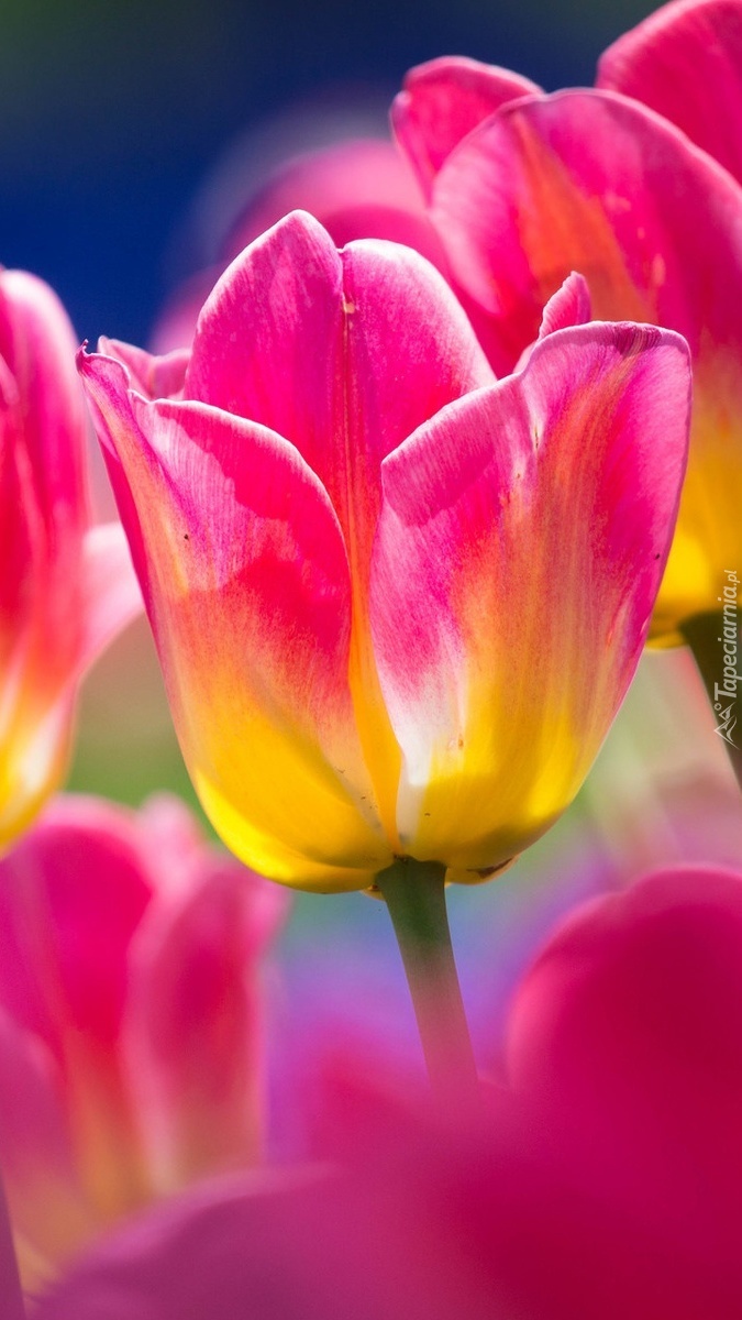 Różowo żółte tulipany
