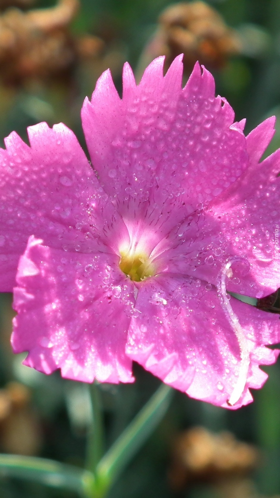 Różowy goździk z kropelkami rosy