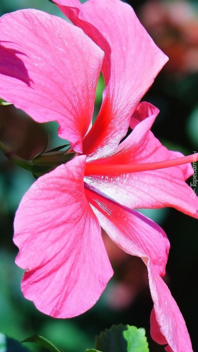 Różowy hibiskus